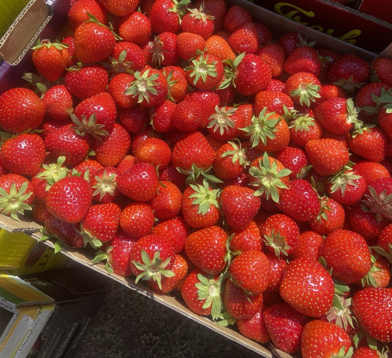 Fresh organic Strawberry